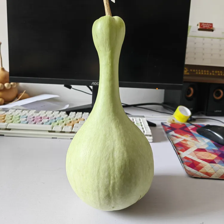 小尺寸花嘴玉壶春瓶种子10粒