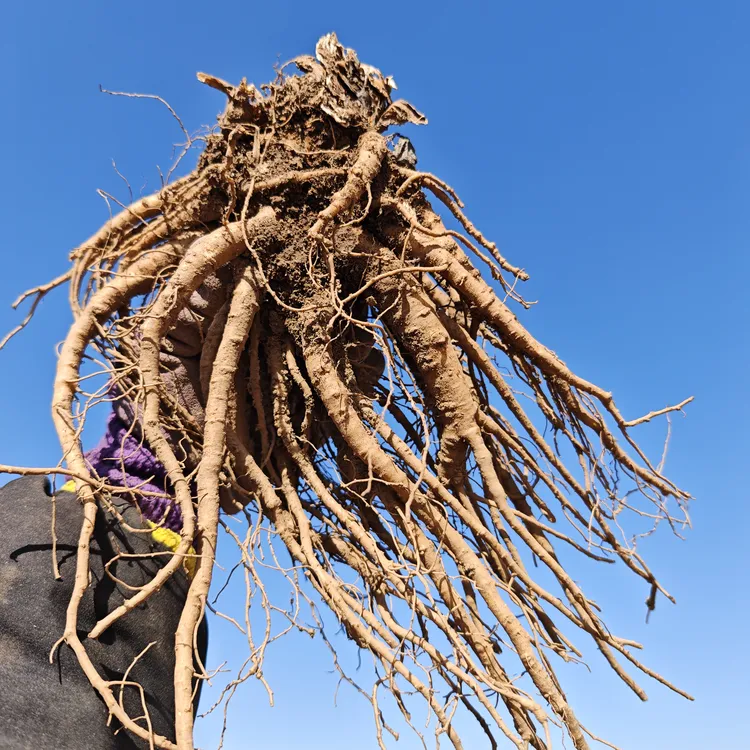 甘肃岷县当归鲜货 可煲汤泡茶泡酒