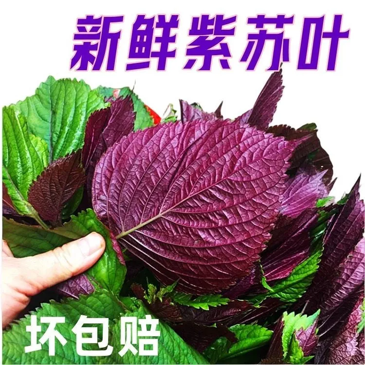 广西南宁农家新鲜食用鲜紫苏叶牛蛙鱼虾田螺食用香料农产品