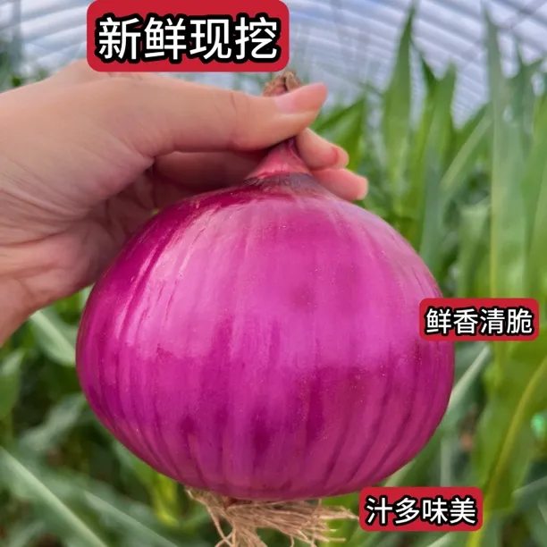 新鲜紫皮洋葱当季新货肉质厚实辛香甘甜炒菜凉拌必备