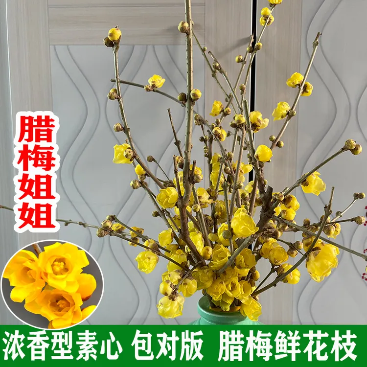 素心蜡腊梅鲜切花枝条泡水养开花耐寒客厅卧室摆设观赏的花卉植物