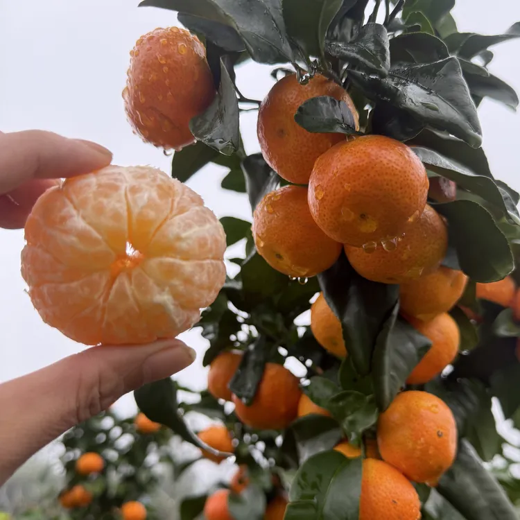 重庆万州正宗无籽金秋沙糖桔新鲜现摘应季小橘子纯甜皮薄应季水果