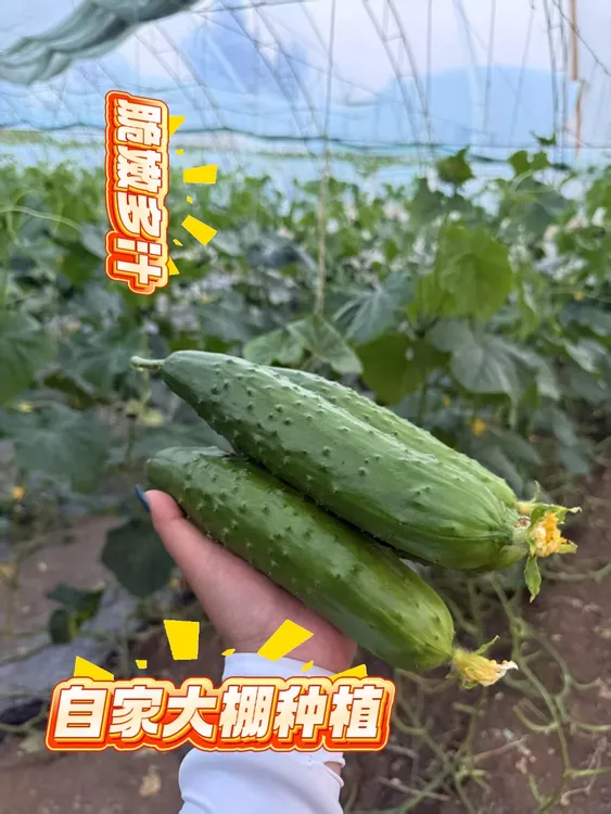 新鲜东北旱黄瓜清甜脆嫩蔬菜可生吃