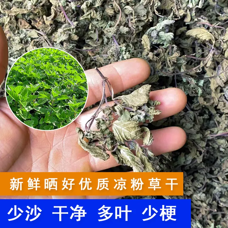 广东高州凉粉草干 2024年高胶质黑凉粉叶多梗少优质烧仙草100克装