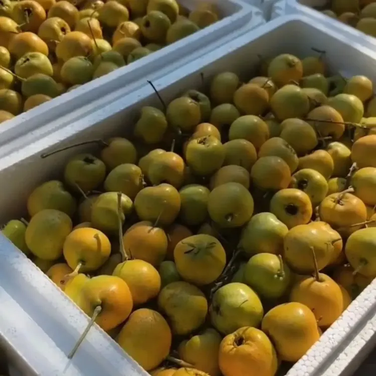 沂蒙山水果山楂山楂果新鲜山楂鲜果如意黄甜山楂酸甜可口带果香味