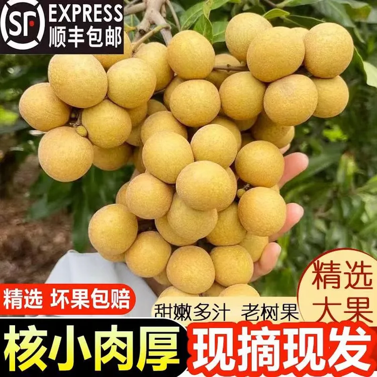 广东正宗储良龙眼新鲜采摘现摘现发清甜爽口当季水果