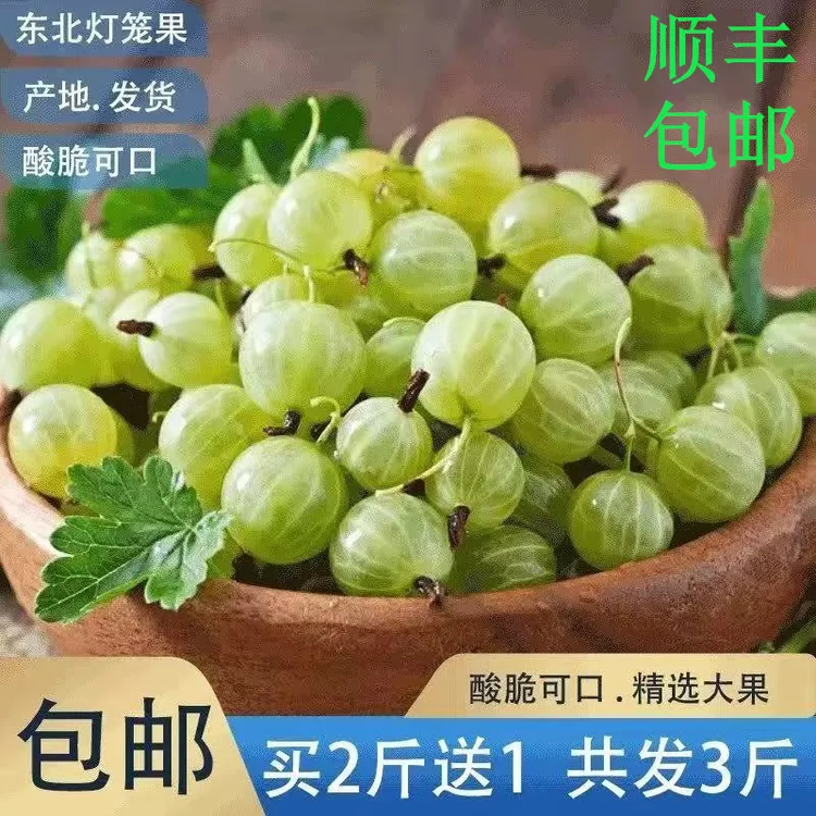 东北灯笼果新鲜 鹅莓开胃水果 醋栗孕妇果绿酸子粒拍2斤发3斤包邮