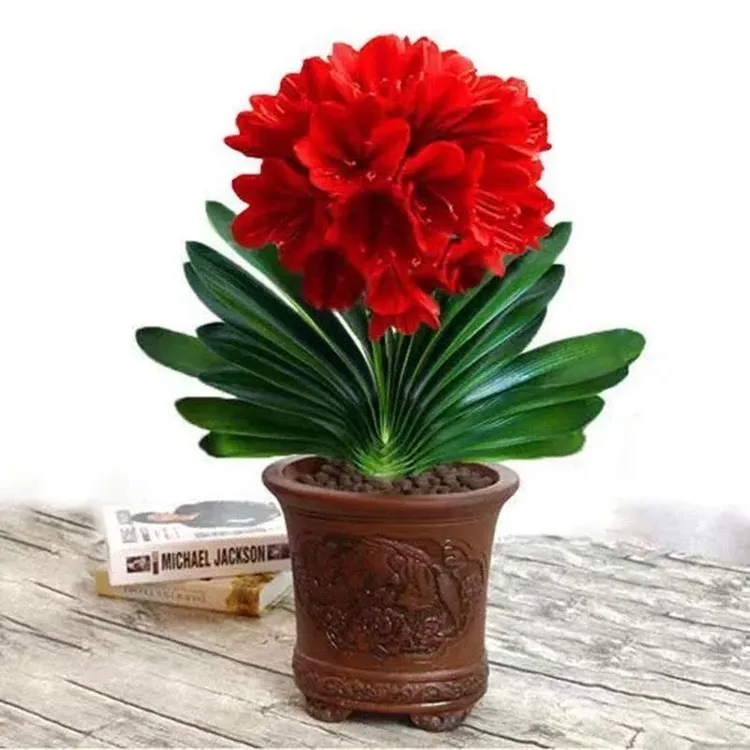 君子兰【精品】花君子兰盆栽君子兰苗四季常青植物蝴蝶兰花苗室内栽