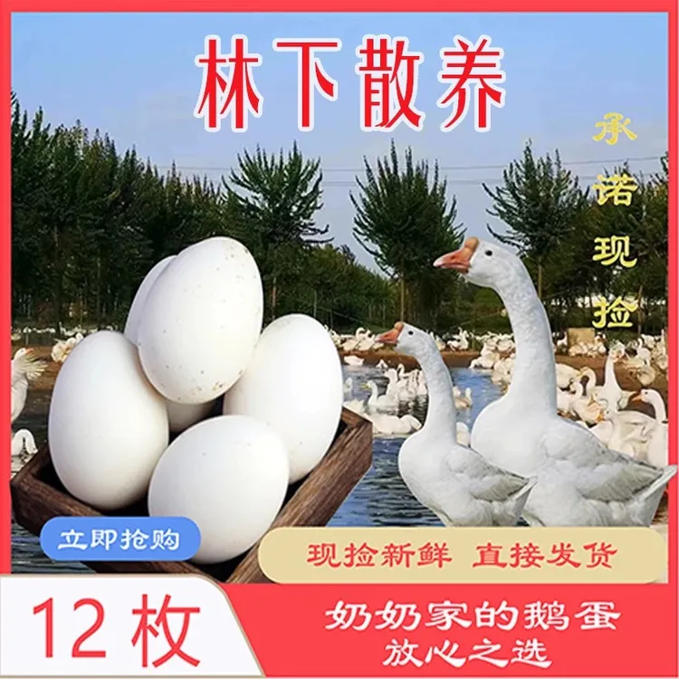 新鲜鹅蛋孕妇12枚农家散养土鹅蛋正宗特产现捡现发120-130g枚鹅蛋