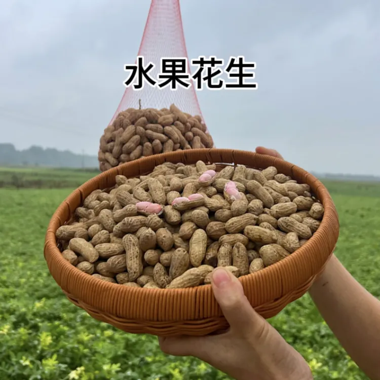 【顺丰包邮】2025四川新鲜水果花生现挖带壳湿花生农家白水果花生