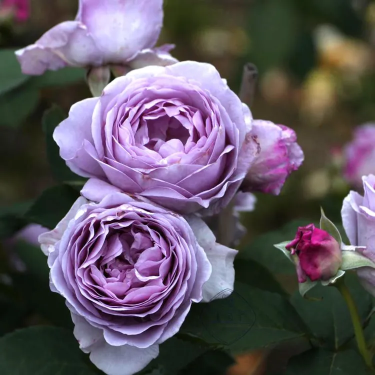 蓝色风暴月季花苗开花玫瑰小苗四季盆栽花卉爬藤植物蔷薇树苗绿植