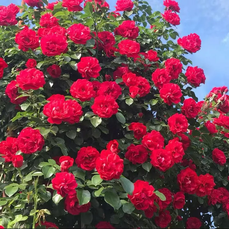 云南无刺爬藤蔷薇花苗大花浓香庭院批发阳台盆栽易活四季开花