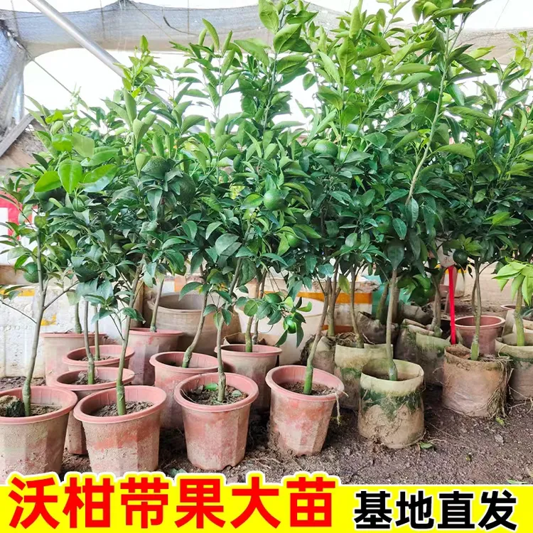 广西带果沃柑树苗武鸣沃柑无核嫁接柑桔苗盆栽地栽橘子果树苗批发