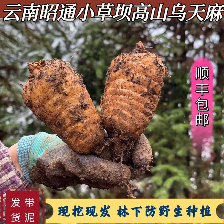 【顺丰包邮】云南昭通小草坝新鲜乌天麻仿野生种植现挖现发