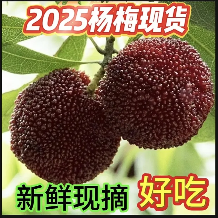 2025年[新鲜杨梅]新鲜杨梅果现货孕妇可吃非冷冻果水果酸甜杨梅