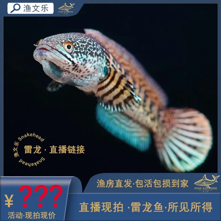 雷龙鱼黄金眼镜蛇雷龙奶茶雷龙鱼观赏鱼