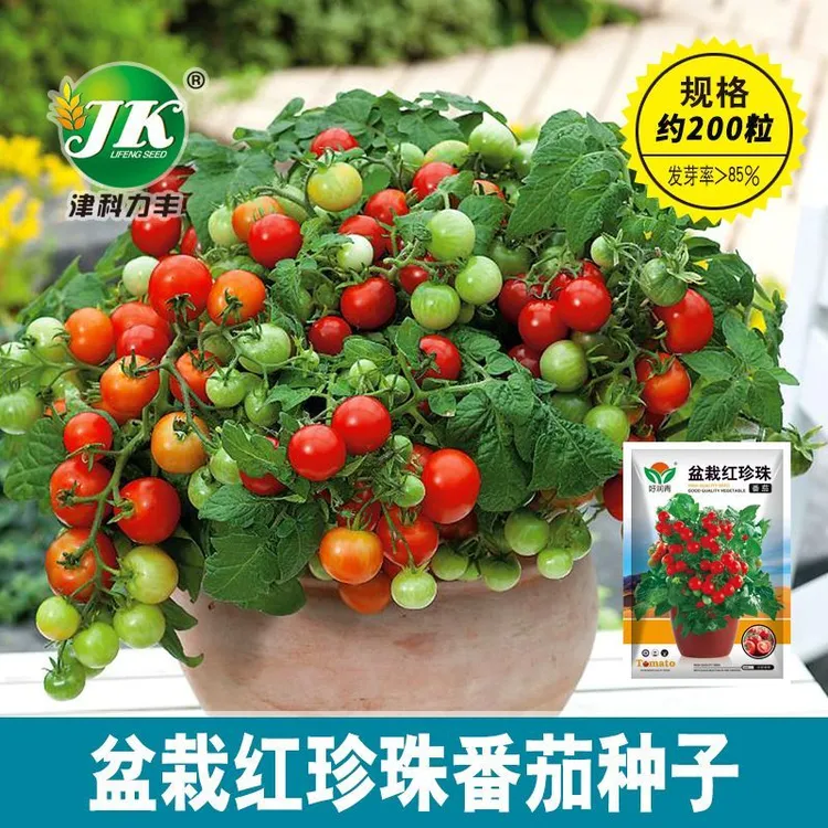 盆栽番茄种子新矮生小番茄西红柿种籽苗阳台盆栽蔬菜水果四季播种