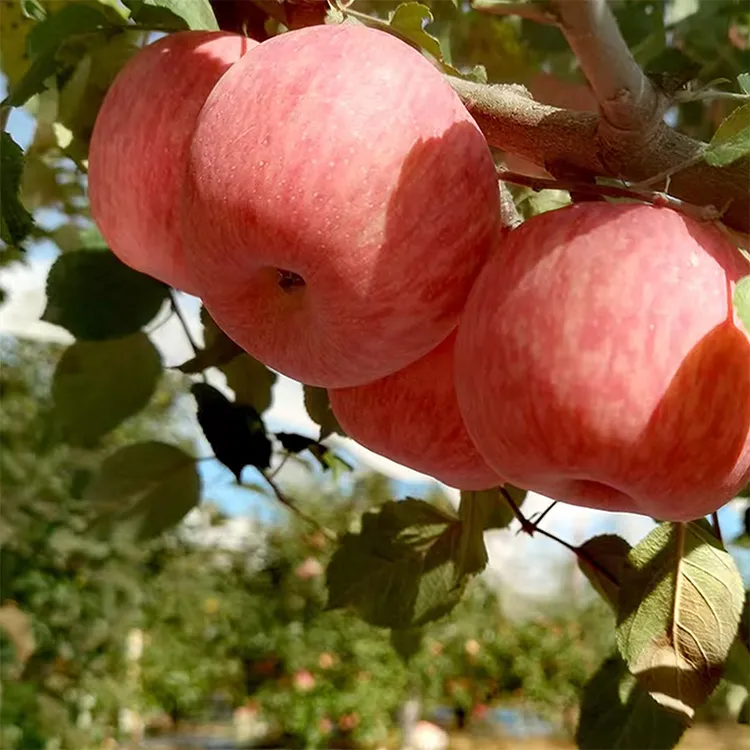 陕北红富士米脂苹果山地现摘苹果新鲜水果脆甜苹果新鲜大苹果
