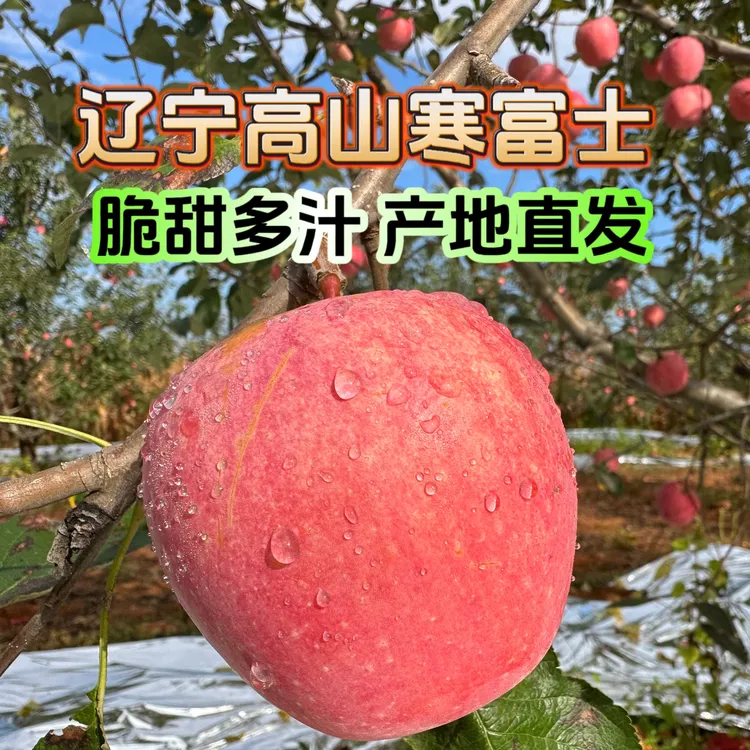 2025年新鲜东北富士苹果5斤脆甜多汁坏果包赔产地直发原产地发货