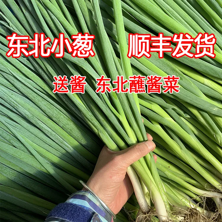 东北小葱顺丰新鲜带根发货香葱现拔现发小葱蘸酱