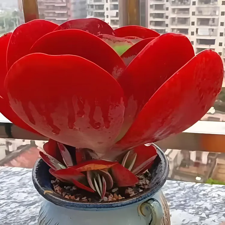 爱心唐印老桩多肉植物红色新手好养客厅办公室花卉绿植创意盆栽