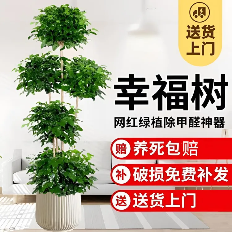 五层幸福树大棵客厅盆栽室内植物好养美观办公室绿植绿宝树