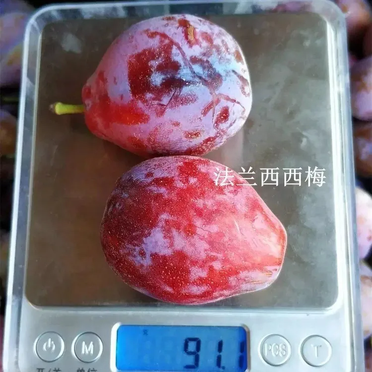 法兰西西梅苗嫁接法国洋李西梅树苗盆栽地栽南方北方种植当年结果