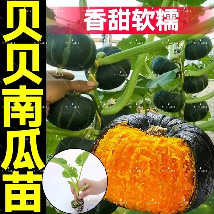 南瓜苗蜜本南瓜苗一串铃南瓜苗秧贝贝瓜苗长吊瓜苗阳台露地种植