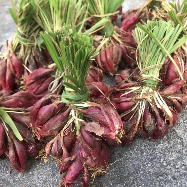 云南新鲜红葱头血葱头小红蒜朱葱炖鸡炖汤云南普洱端午药根可做种
