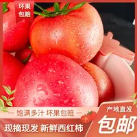 农家应季蔬菜西红柿番茄新鲜多汁自然成熟可生吃生鲜蔬菜5斤装