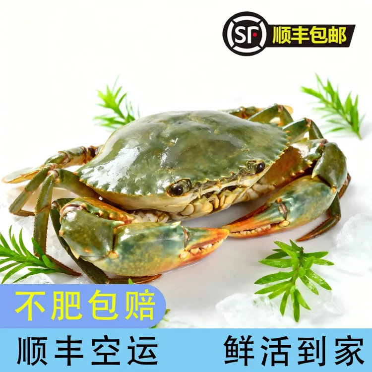 【中秋佳利】超大青蟹海捕225克以上包肥大（膏蟹）（肉蟹）