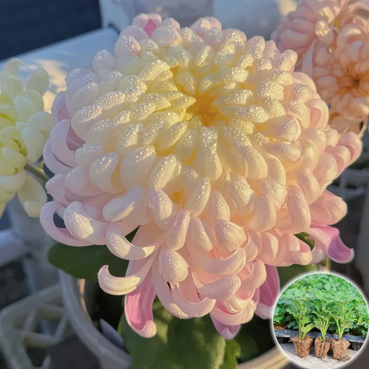 【国华圣者】花卉室内外种绿植超大花苗优质菊花苗扦插苗带原土新鲜