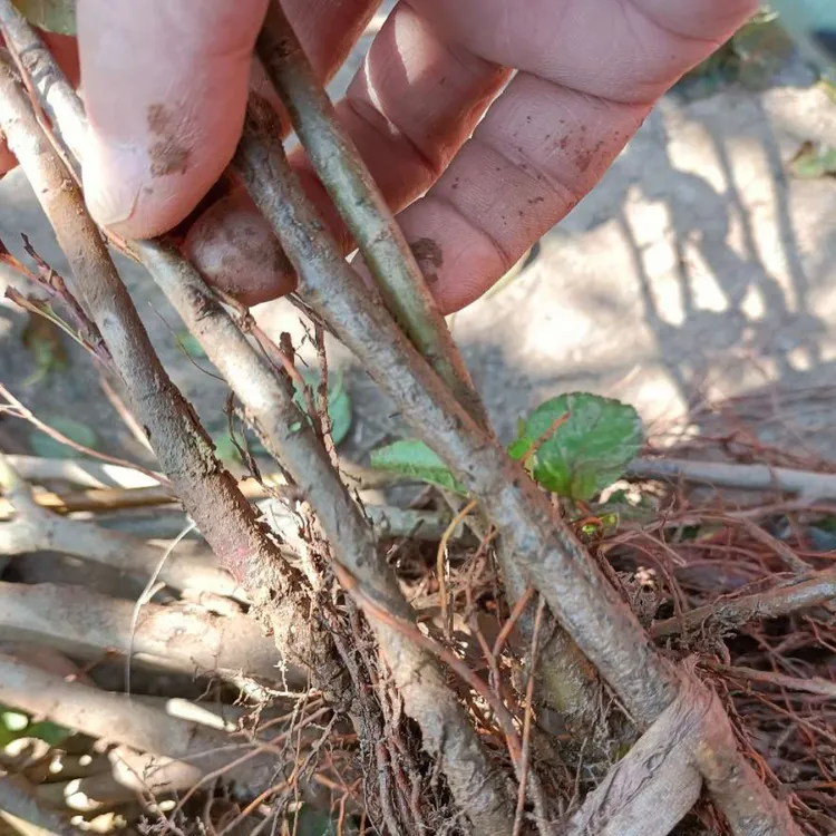 八棱海棠苗种植技术要点活苗栽培成活率好海棠树苗 嫁接苹果苗