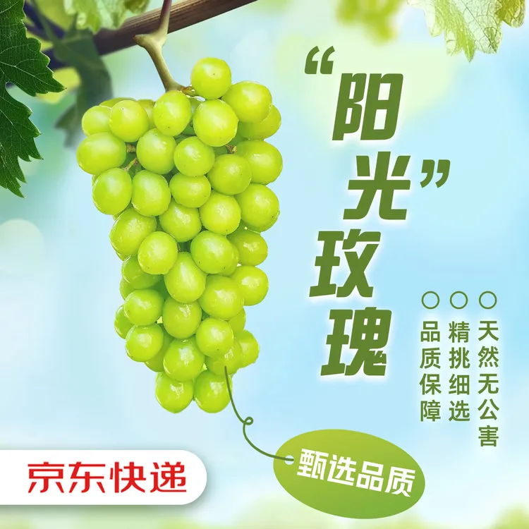 【京东生鲜】阳光玫瑰葡萄果王品质无籽应季现摘薄皮爽口整箱发货YP