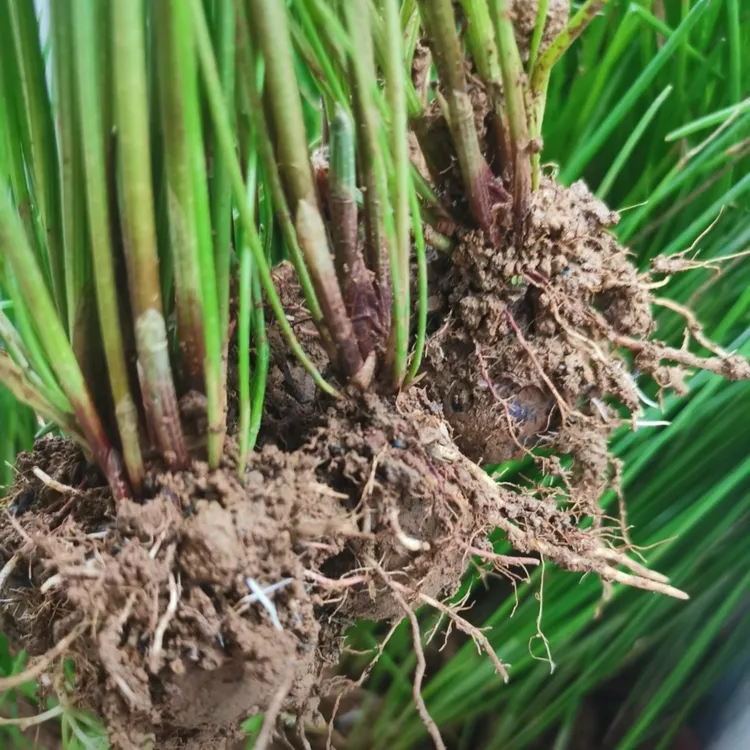 正宗荔浦优质马蹄荸荠苗高产水果马蹄苗种植栽培人工培育马蹄蔬菜