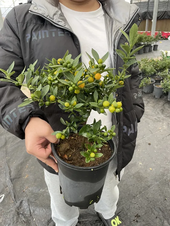 福豆盆栽室内四季常绿好养易活可净化空气适合桌面阳台39