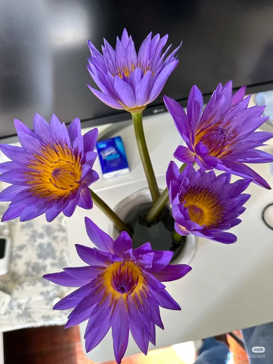 紫色睡莲花束鲜花基地直发水培云南鲜花