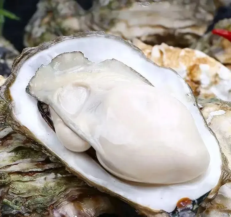 《新疆包邮》5十鲜活乳山生蚝6斤