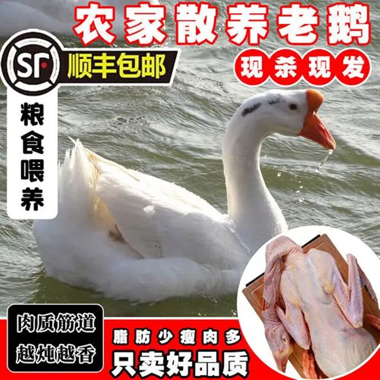 大鹅生鲜整只鹅肉大白鹅老鹅新鲜农家散养土鹅烤鹅煲汤红烧批发 
