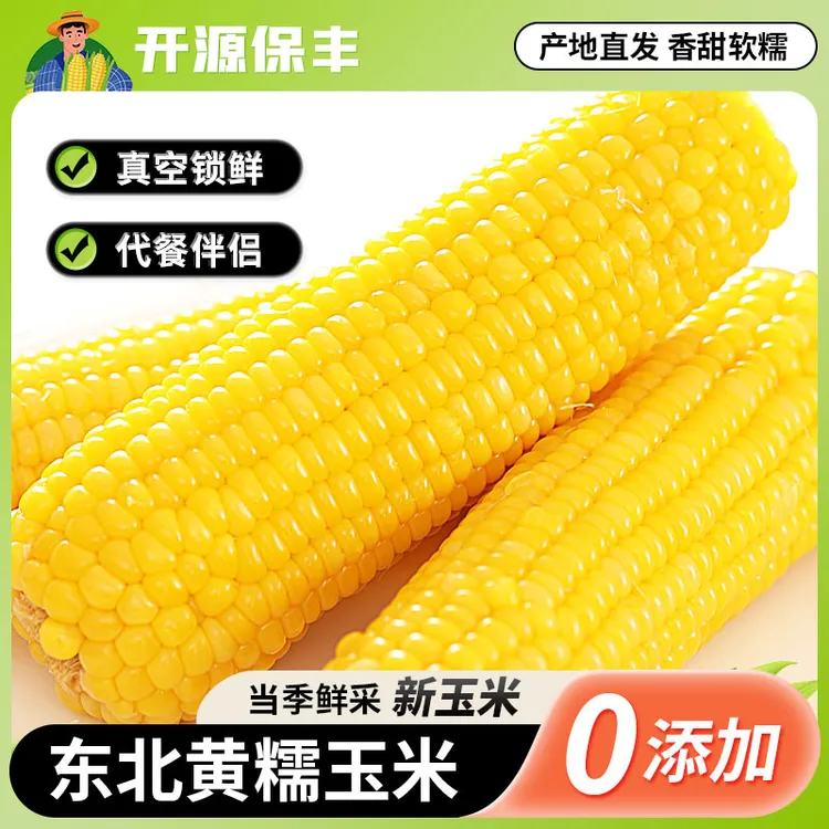 开源保丰2025正宗东北头茬黄糯玉米新鲜采摘软糯香甜独立包装