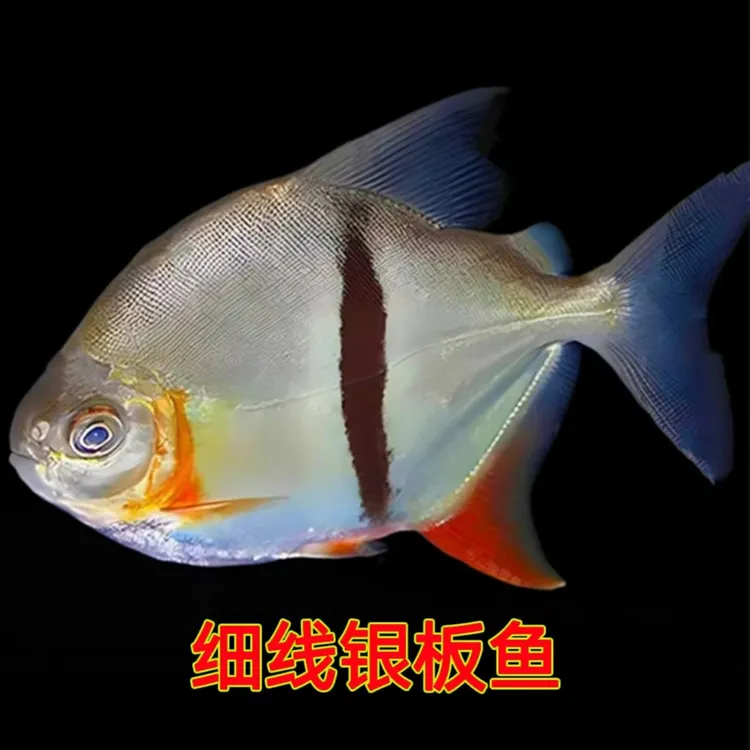 【细线银板鱼】群游鱼观赏鱼细线银板鱼热带鱼龙缸配鱼