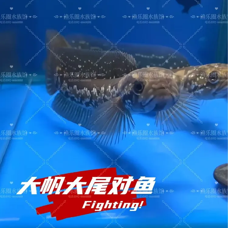 七星雷龙鱼淡水山斑龙蛇鱼冷水观赏鱼凶猛攻击型