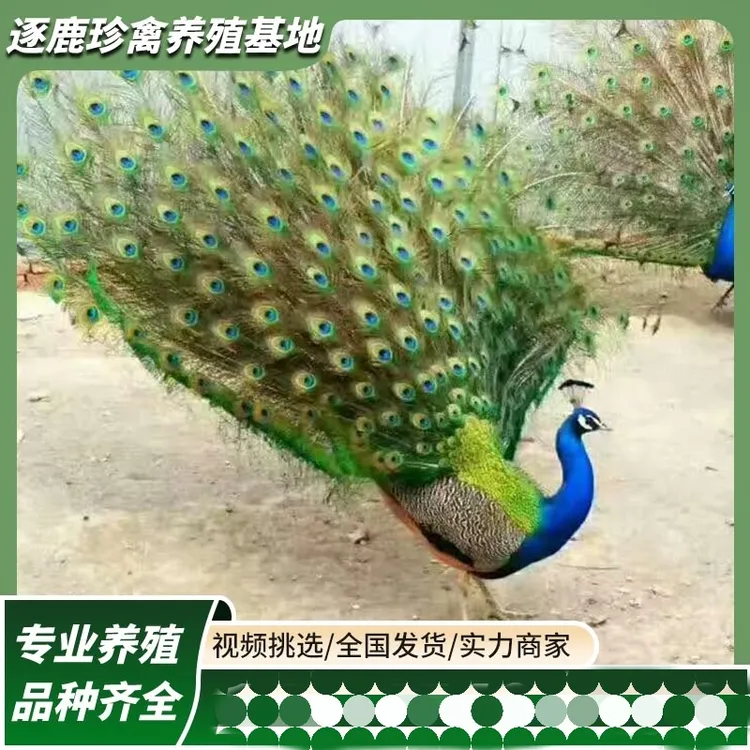 成年蓝孔雀观赏孔雀一年蓝孔雀