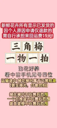 一物一拍三角梅四季开花好养易活