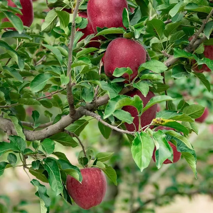 天水花牛苹果树苗大果粉面苹果树苗阳台盆栽庭院南北方种庭院种植