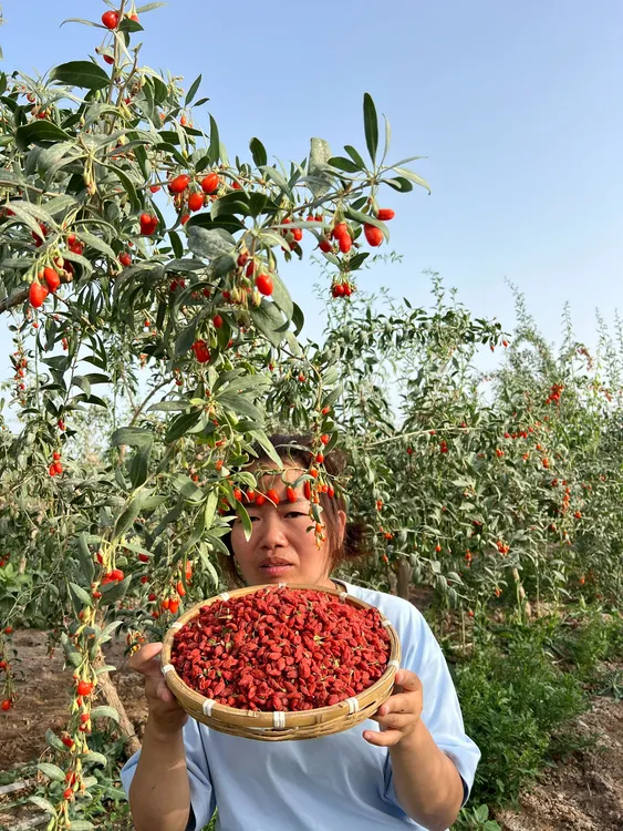 新疆红枸杞，自然风干，货源地发货。