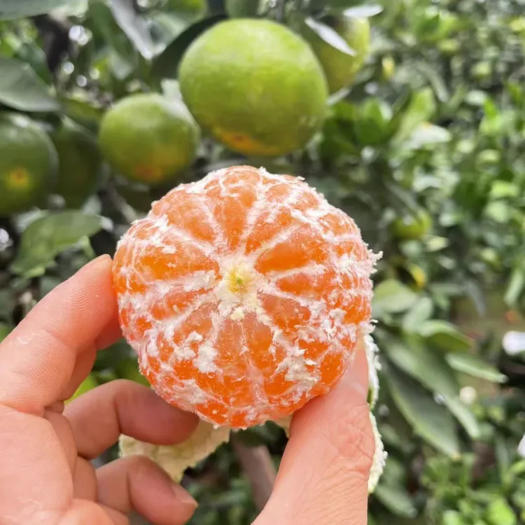 赣南寻乌蜜橘青皮桔子薄皮多汁酸甜爽口新鲜应季水果寻乌蜜桔橘子