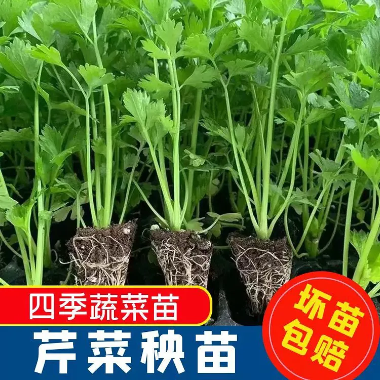 【寿光苗场】皇后西芹红芹小院盆栽四季种植易培芹菜蔬菜芹菜秧苗
