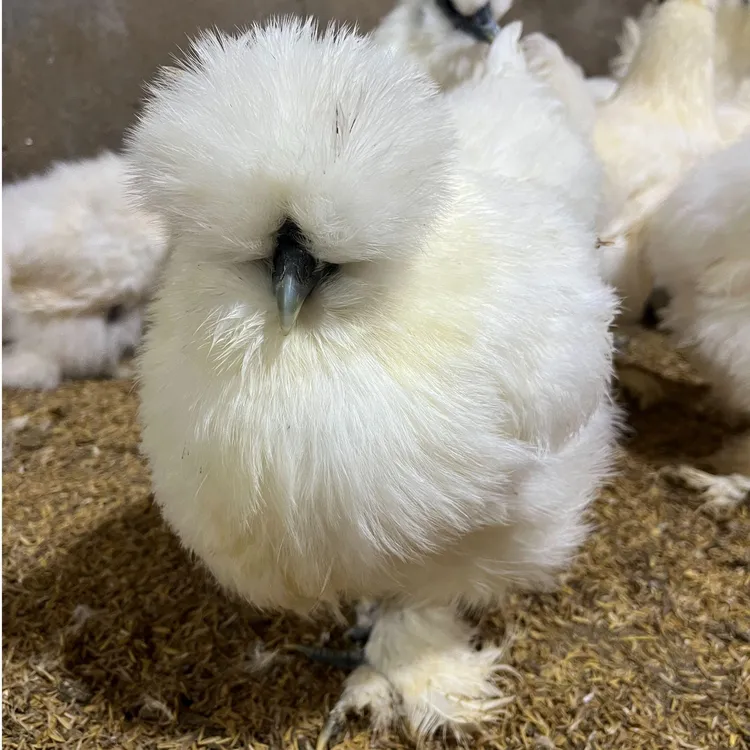 泰和乌鸡小青年土鸡纯天然顺丰包邮包路损