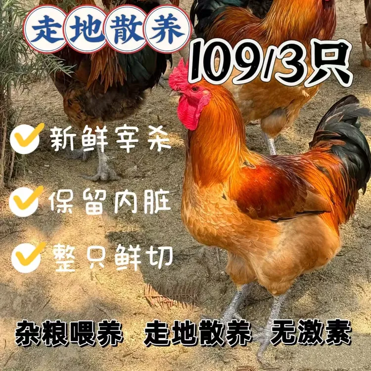 小鸽俩高品质生态散养土鸡雪山草鸡走地鸡整鸡鲜切 包冰率不含冰